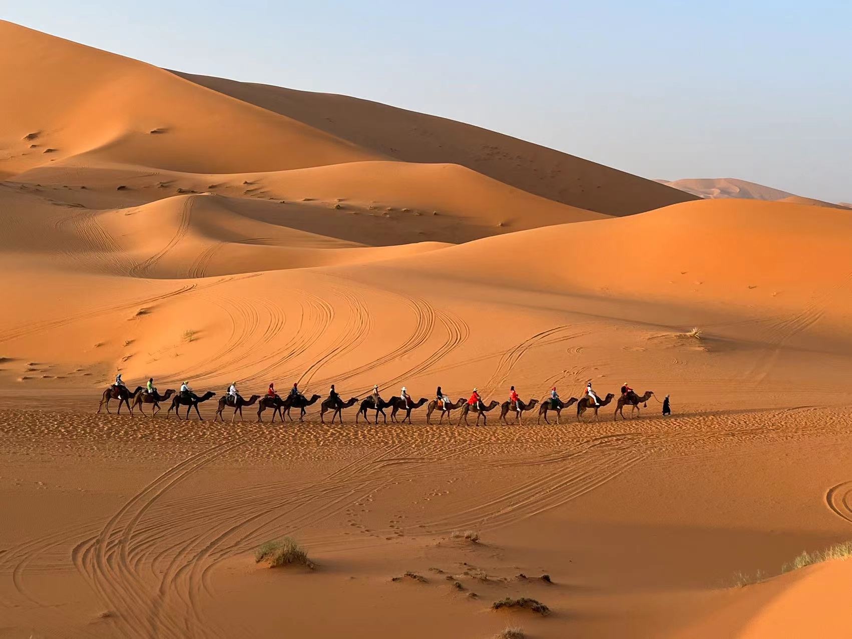 Camel caravan at sunset in the Sahara desert